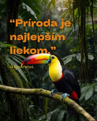 Už starovekí lekári vedeli, že skutočná sila uzdravenia prichádza z prírody. Amazonské byliny, čaje či kakao nesú múdrosť...