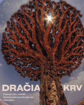 Dračia krv je sila, ktorá pramení z amazonských stromov. Túto červenú živicu poznajú domorodé kmene už stáročia. Používajú...