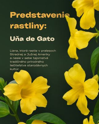 Nie je to len ďalšia “bylinka z džungle”. Uňa de Gato je liana z amazonského pralesa, ktorej vnútornú kôru používali staré...